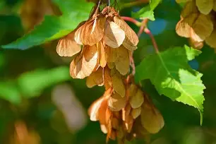 槭P?)HSc塠濄喔?吂肑嚑.??芧)]?'膦婴腂€?V咋张<?T?侸5a??Ma袳4擙p墠罰Y廈曊???V5?€B?鋸剌X~??s?領ㄅ傧锐鍳装?的简单介绍